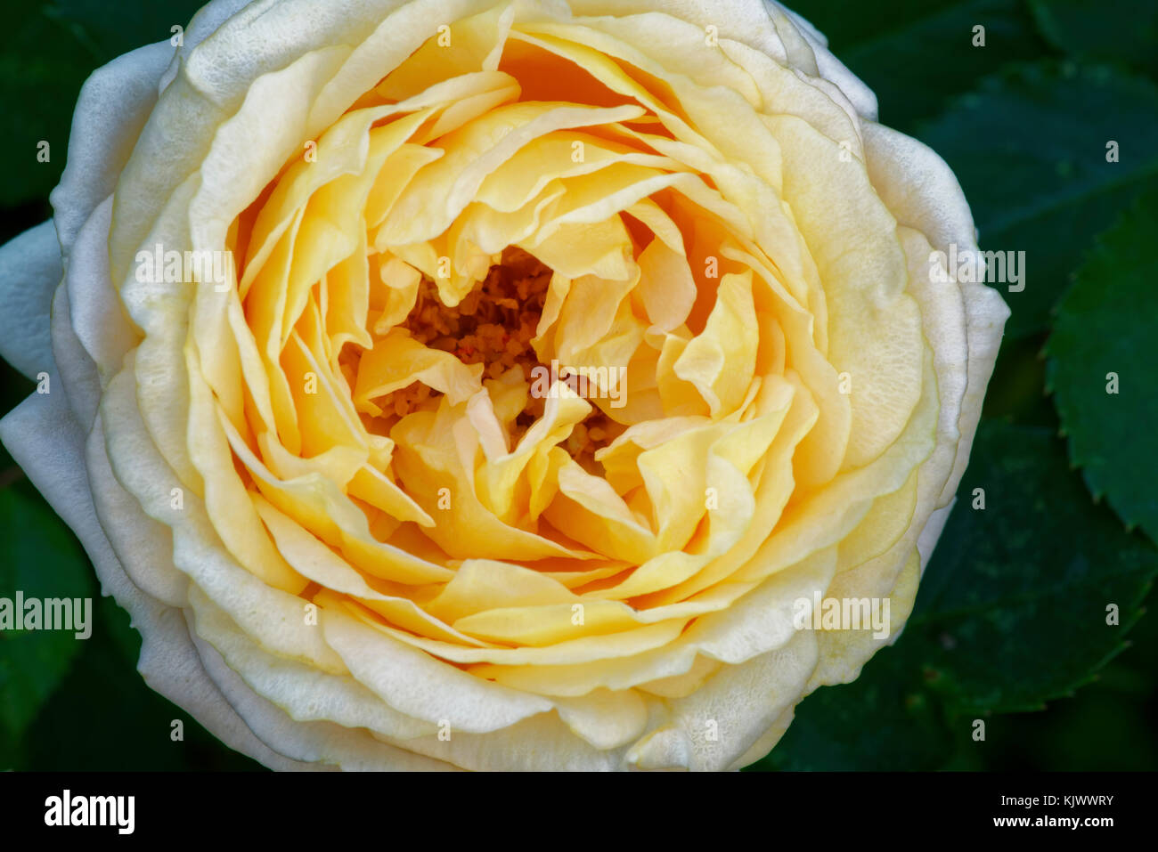 'Dany Hahn' est une rose avec un centre blanc et rose. C'est un abricot ou pêche modéré et a environ 50 à 60 pétales. Il fleurit en grappes au printemps ou en été avec une fleur plus tard dispersée. Banque D'Images