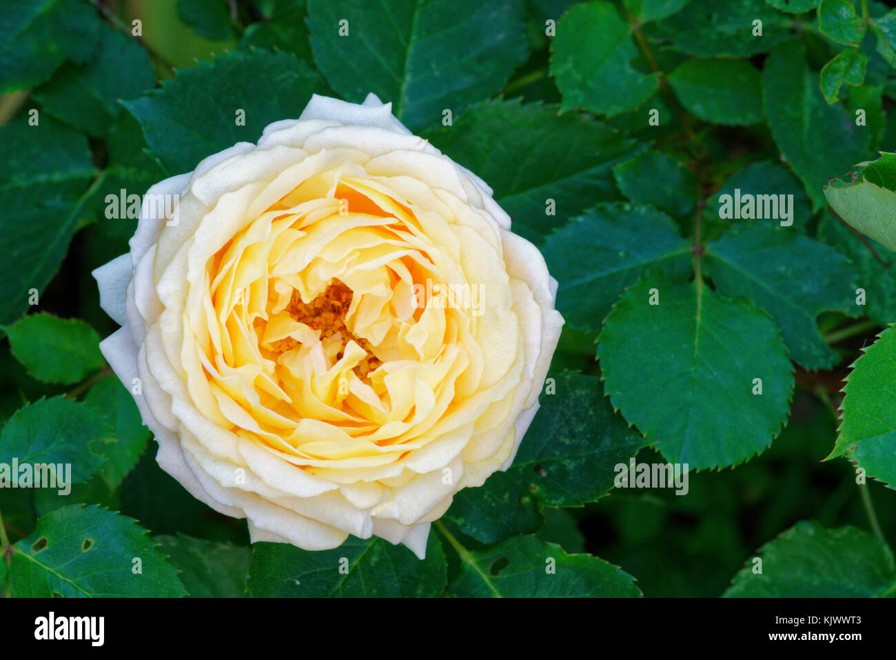 'Dany Hahn' est une rose avec un centre blanc et rose. C'est un abricot ou pêche modéré et a environ 50 à 60 pétales. Il fleurit en grappes au printemps ou en été avec une fleur plus tard dispersée. Banque D'Images