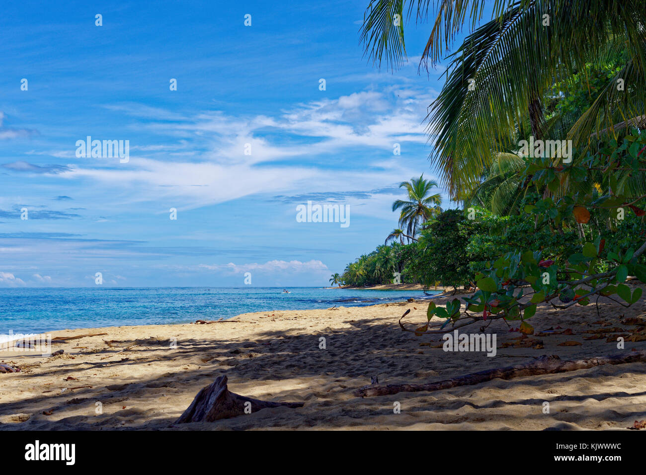 Les plages du côté des Caraïbes du Costa Rica sont merveilleuses. Les noix de coco poussent directement dans l'eau, qui est limpide. Sable blanc fin partout. C'est un paradis !|le cococotier (Cocos nucifera) Banque D'Images Les plages du côté des Caraïbes du Costa Rica sont merveilleuses. Les noix de coco poussent directement dans l'eau, qui est limpide. Sable blanc fin partout. C'est un paradis !|le cococotier (Cocos nucifera) Banque D'Images