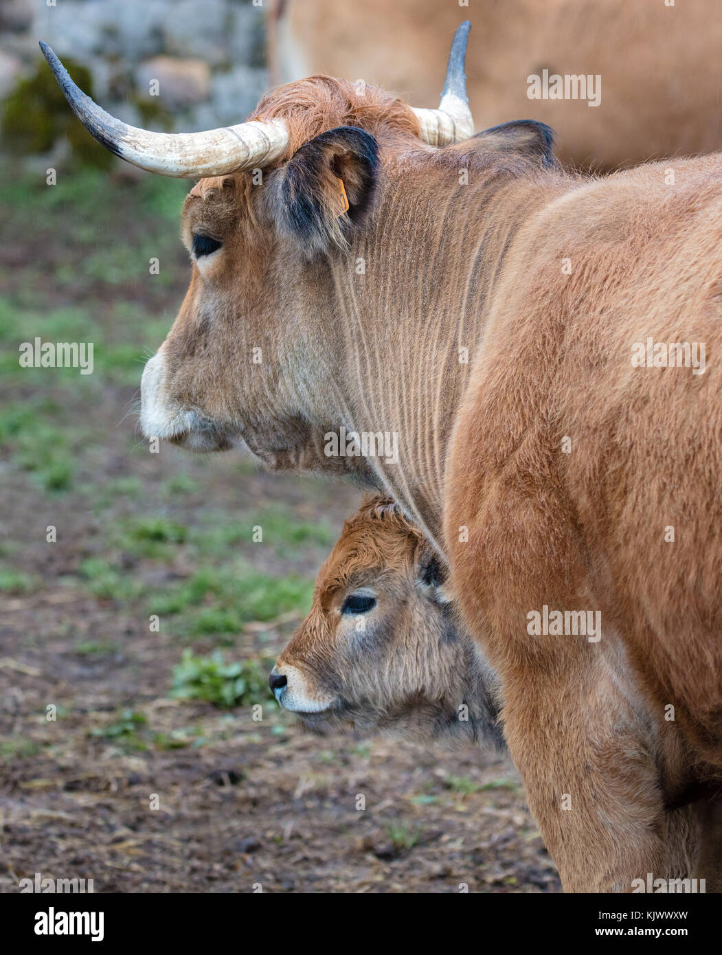 Vache et son veau catalane debout sous la pluie dans un champ boueux dans le nord de l'Espagne Banque D'Images