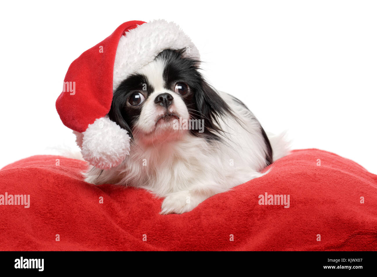 Lovely japanese chin chien dans un chapeau de Père Noël est allongé sur un lit en peluche - couvercle rouge isolé sur fond blanc Banque D'Images