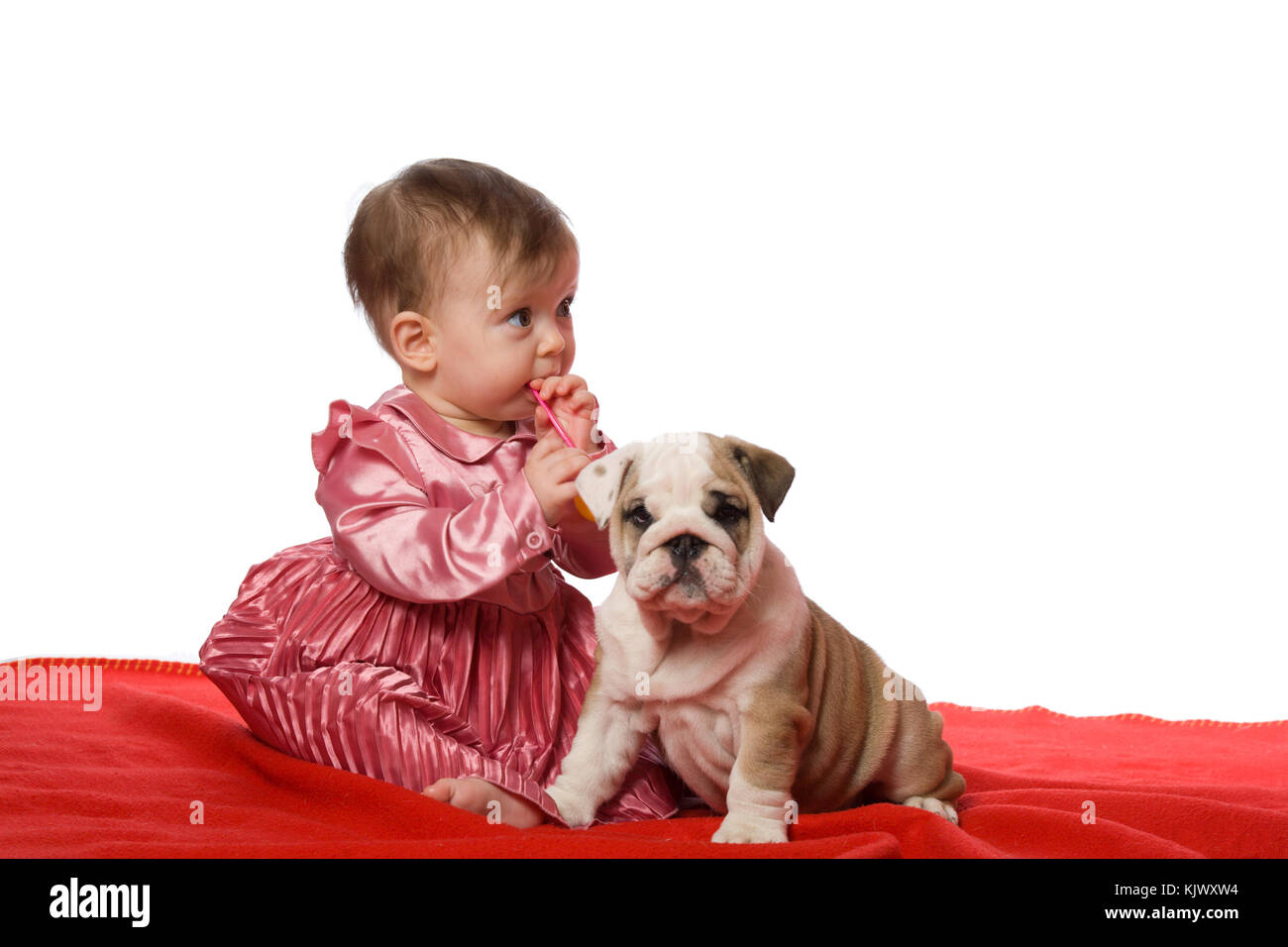 Bebe Et Chiot De Bouledogue Anglais Sur Rouge Blancket Isolated On White Photo Stock Alamy