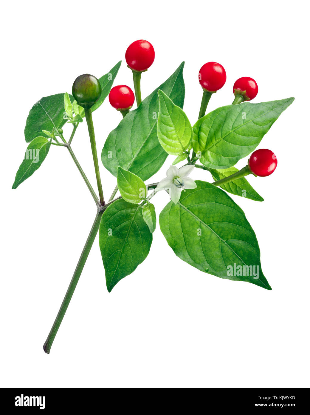 Chili Tepin ou Chiltepin poivron (Capsicum annuum var. glabriusculum), plante avec des fruits. Clipping path Banque D'Images