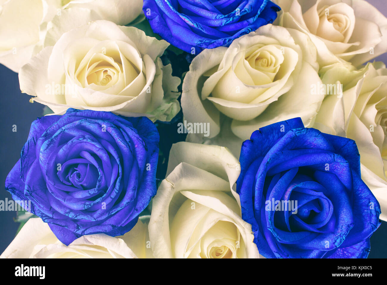 Bouquet de roses blanches et bleues Banque D'Images