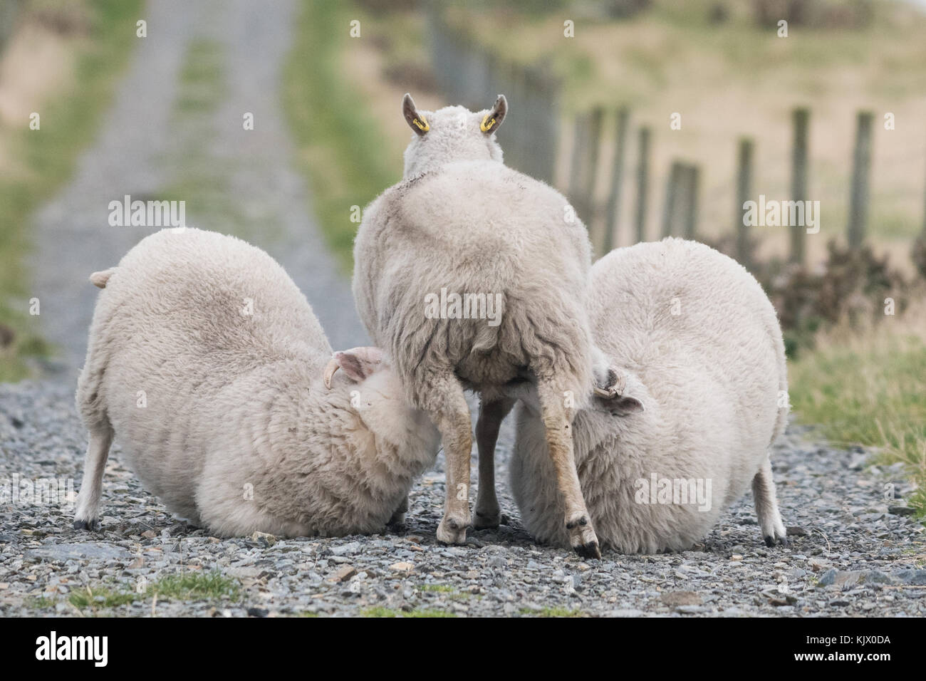 Mouton - grands agneaux qui sucer de brebis ou de barrage en Écosse Banque D'Images