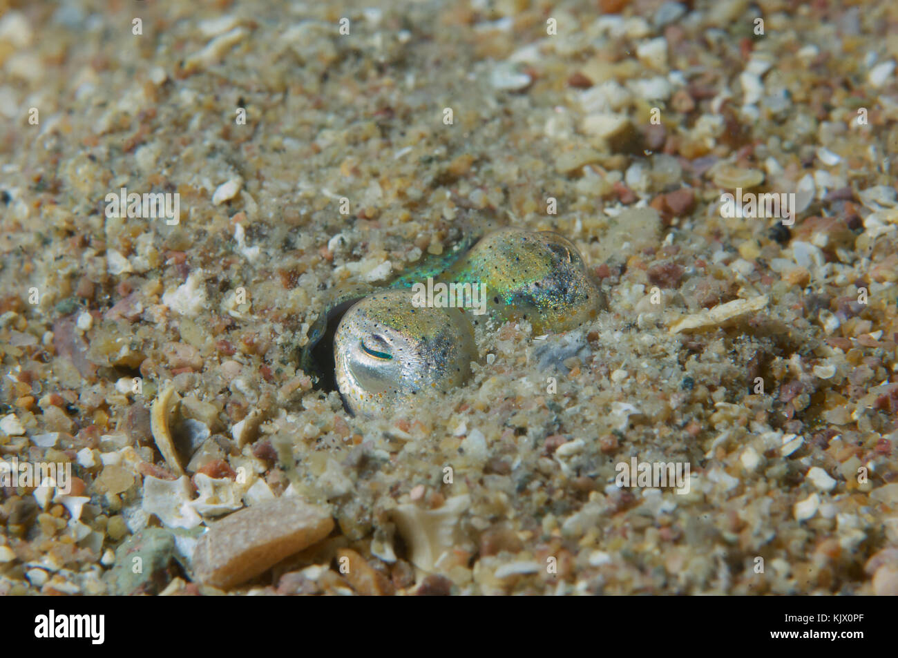 Calmars Bobtail également connu sous le nom de petite seiche les plus petites espèces de céphalopodes atteignent un maximum de 5cm de longueur. Banque D'Images