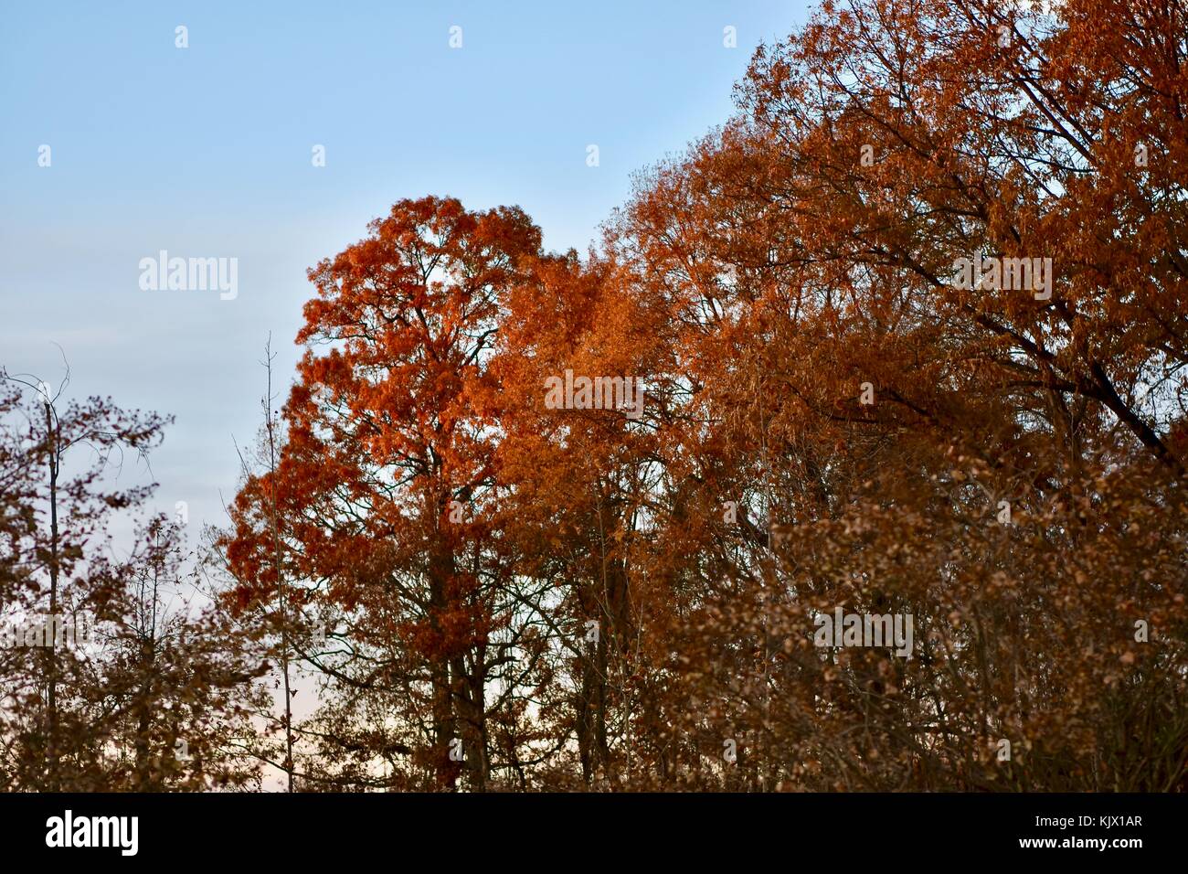 Automne nature Banque D'Images