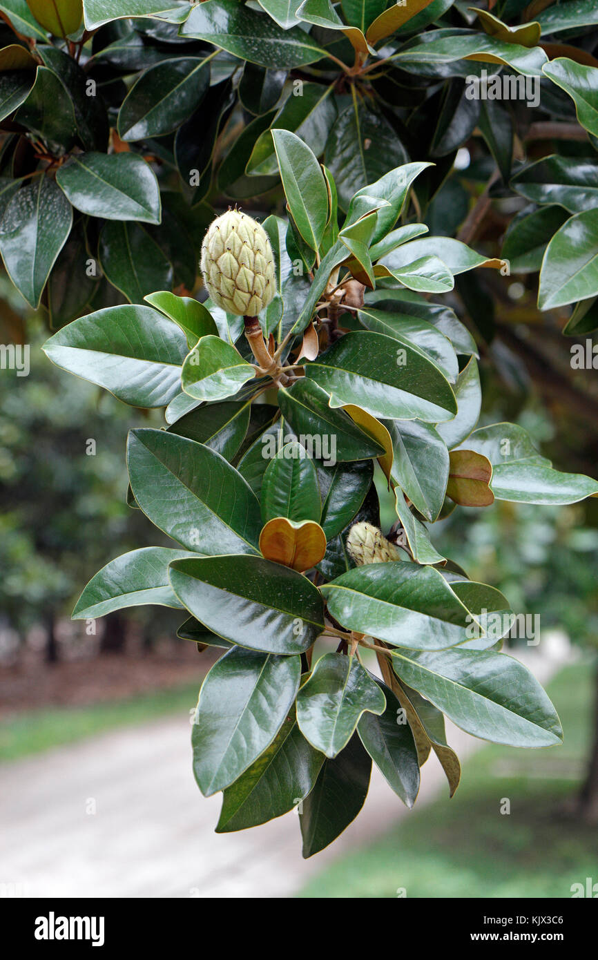 Les fruits immatures ou 'burr' d'un magnolia sur le Mount Vernon, Alexandria, Virginie. Banque D'Images