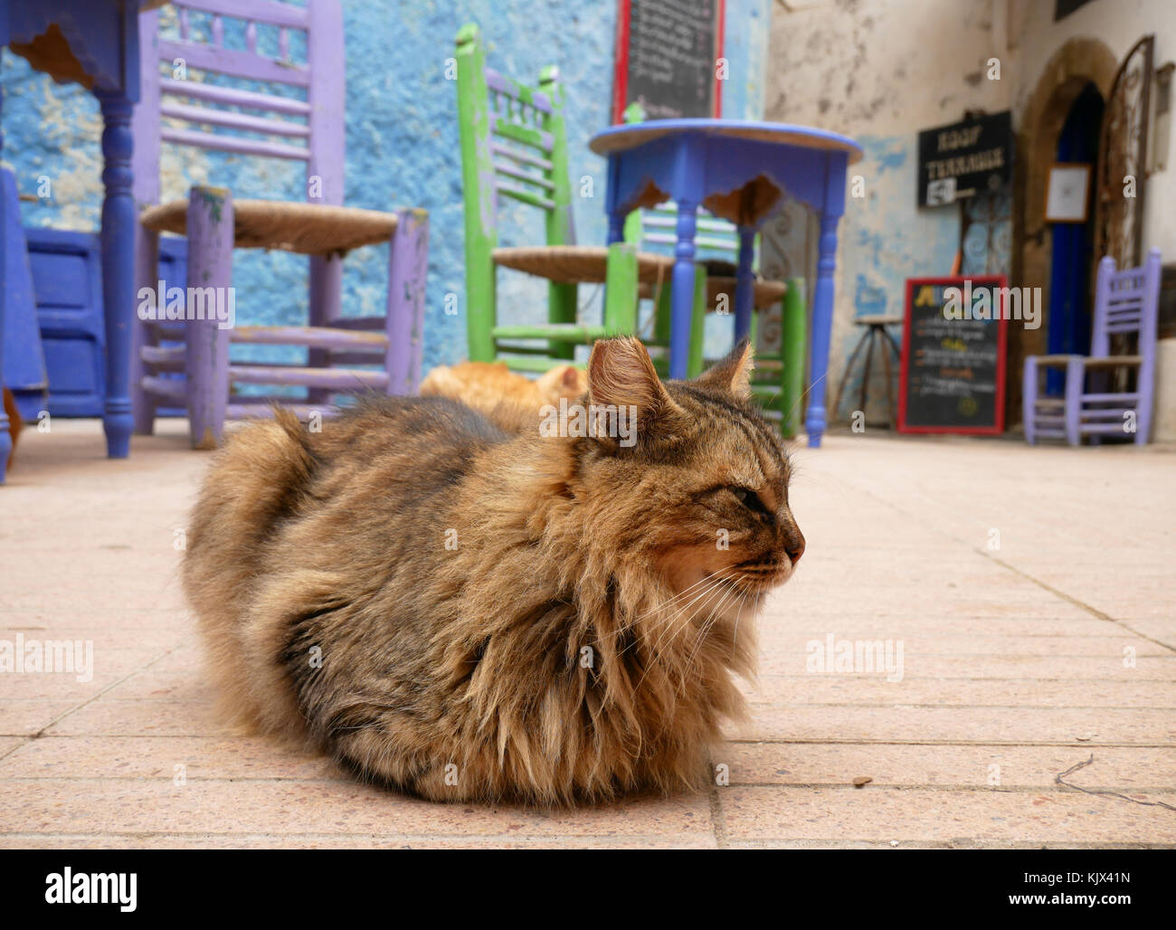 Chat assis devant le restaurant vide Banque D'Images