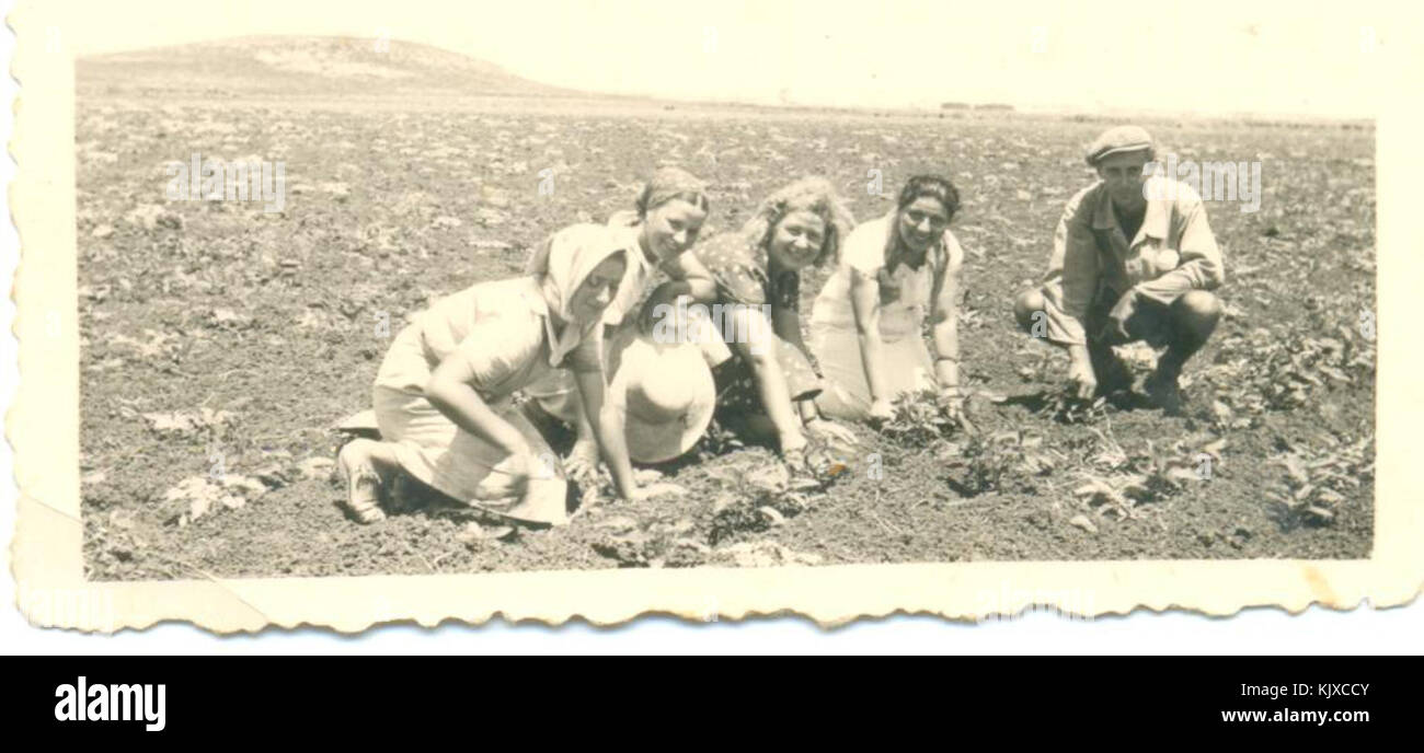 L'agriculture en Israël Israël 33278 Banque D'Images