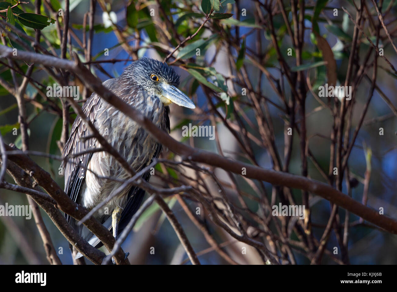 Bihoreau gris jaune perchée dans un arbre Banque D'Images