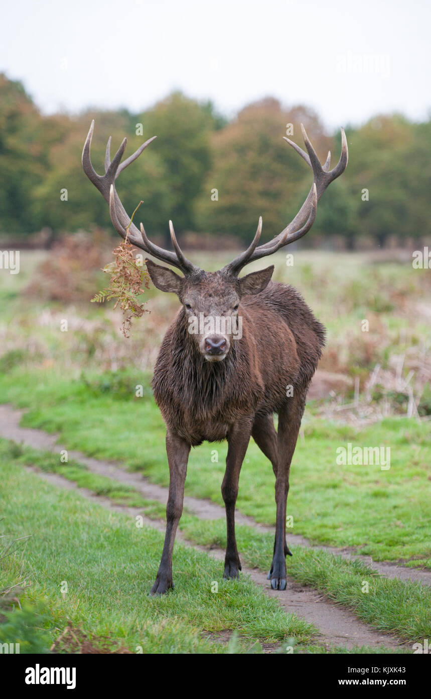 Red Deer stag en automne, (Cervus elaphus), Richmond Park, Londres, Royaume-Uni Banque D'Images