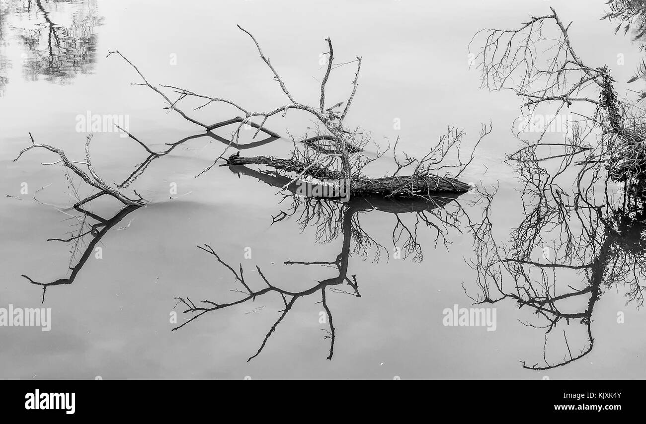 Le noir et blanc des branches sèches qui se reflètent dans l'eau Banque D'Images