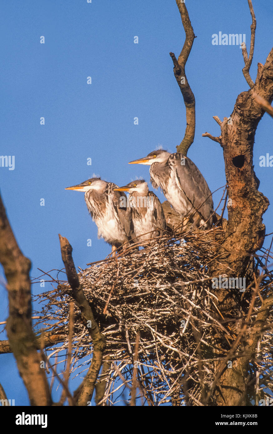 Trois hérons cendrés juvéniles attendre dans le nid pour les parents, Ardea cinerea, Regents Park, Londres, Royaume-Uni Banque D'Images