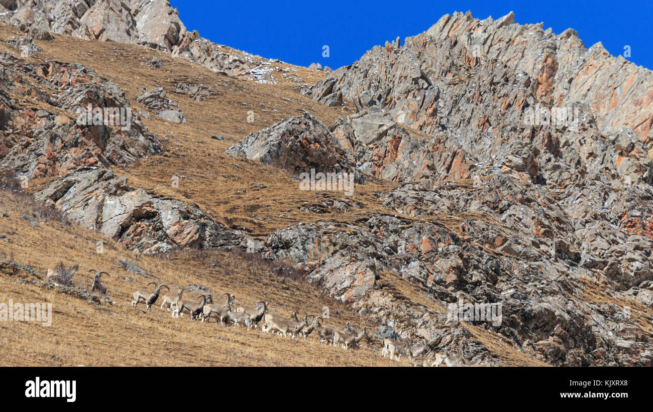 Troupeau de moutons bleus de l'Himalaya, Bharal Pseudois nayaur Elenium (ou) sur une chaîne de montagnes, Sichuan, dans une région tibétaine, Chine Banque D'Images