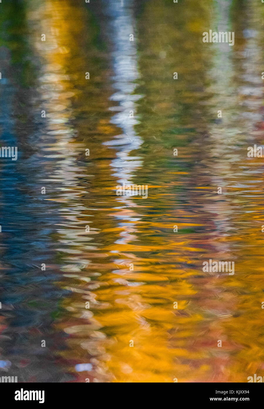 Reflet de Silver Birch Tree on a de l'eau moirée. Banque D'Images