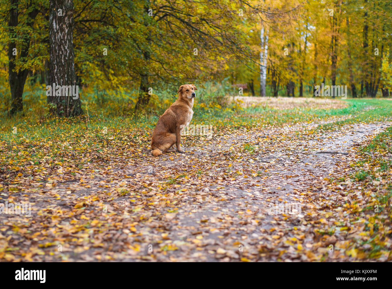 Un chien est assis dans un parc sur la route. Les feuilles d'automne des arbres. Attendre que le propriétaire, un chien. Banque D'Images