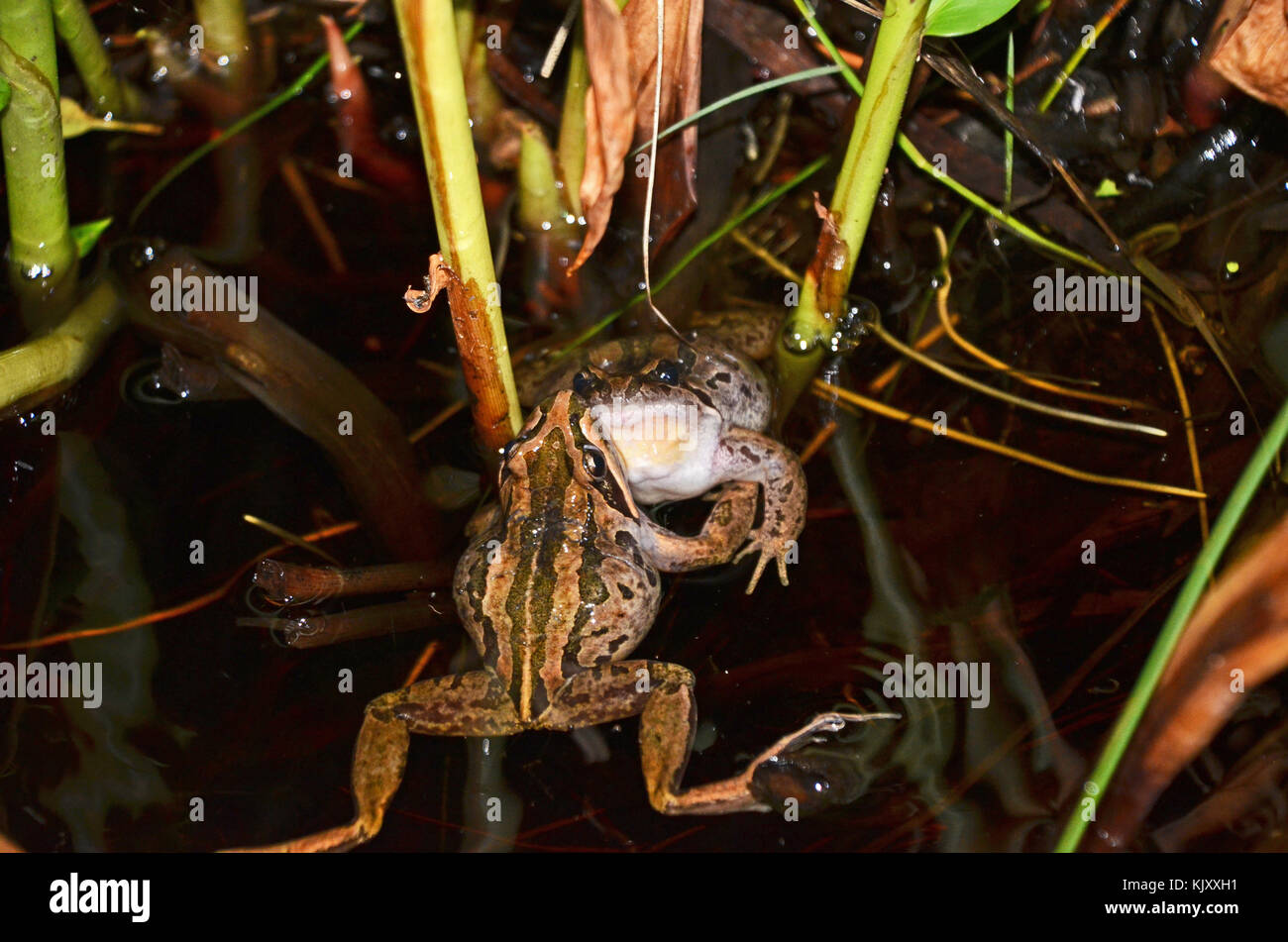 Deux hommes combattre dans les grenouilles des marais à rayures (Limnodynastes peronii), St Ives, Australie Banque D'Images