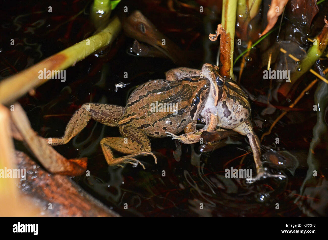 Deux hommes combattre dans les grenouilles des marais à rayures (Limnodynastes peronii), St Ives, Australie Banque D'Images