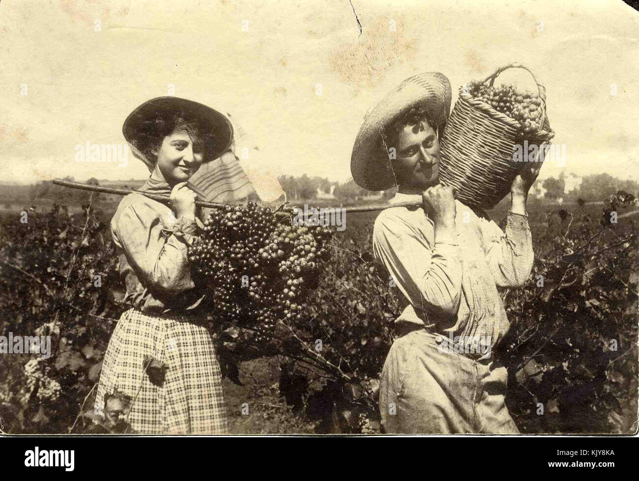 L'agriculture en Israël Israël 5635 Banque D'Images