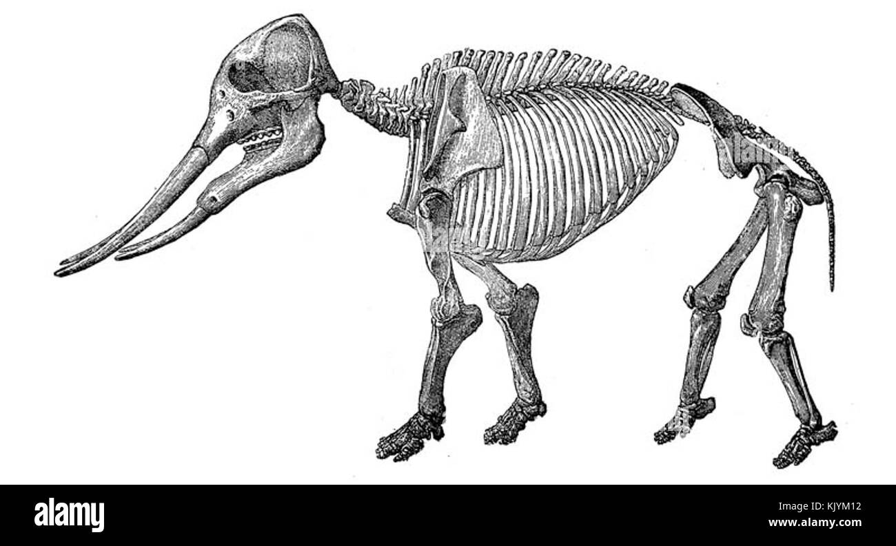 Cette illustration représente Gomphotherium angustidens, un genre éteint de mammifères ressemblant à des éléphants qui vivaient entre le Miocène et le Pléistocène. Connus pour leurs défenses uniques et leur grande taille, ils constituaient une partie importante des écosystèmes préhistoriques. Banque D'Images