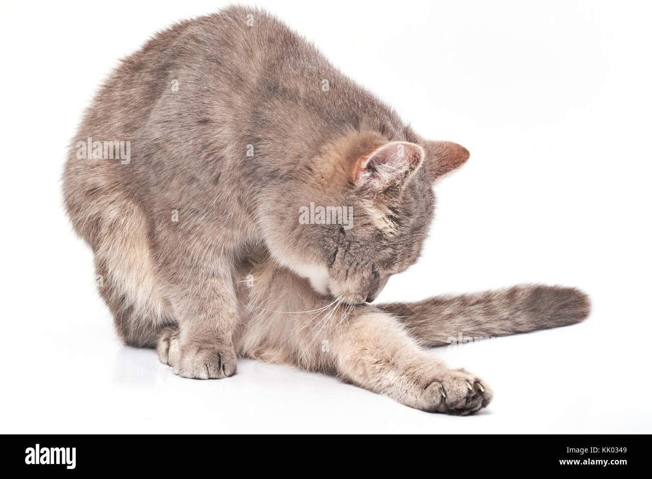 Le Chat Se Leche Une Patte Sur Un Fond Blanc Le Chat Domestique Gris S Assoit Et Se Lave Avec La Langue Leche Une Patte Posterieure Photo Stock Alamy
