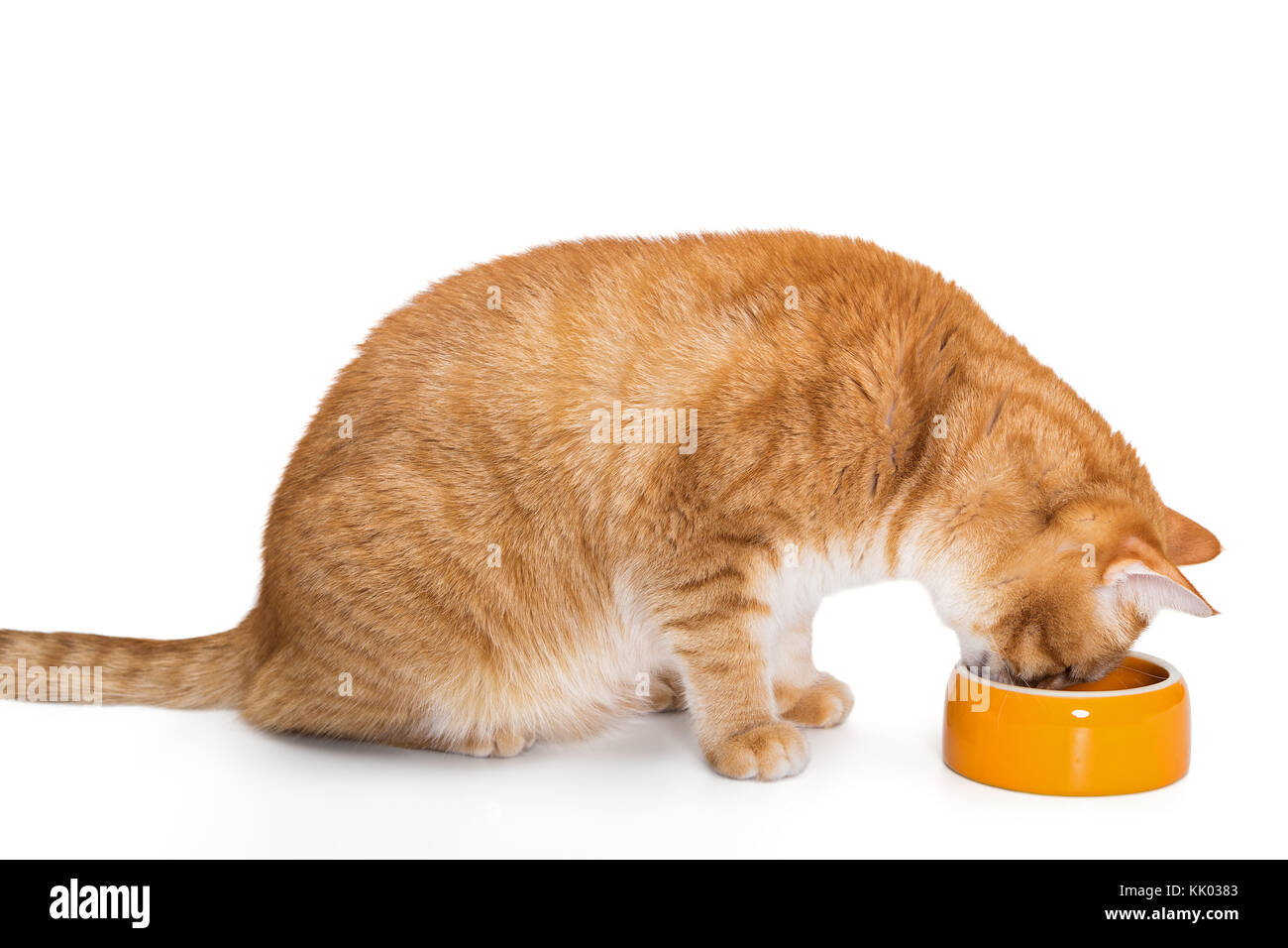 Chat rouge de manger des aliments de l'Orange Bowl, isolated on white Banque D'Images