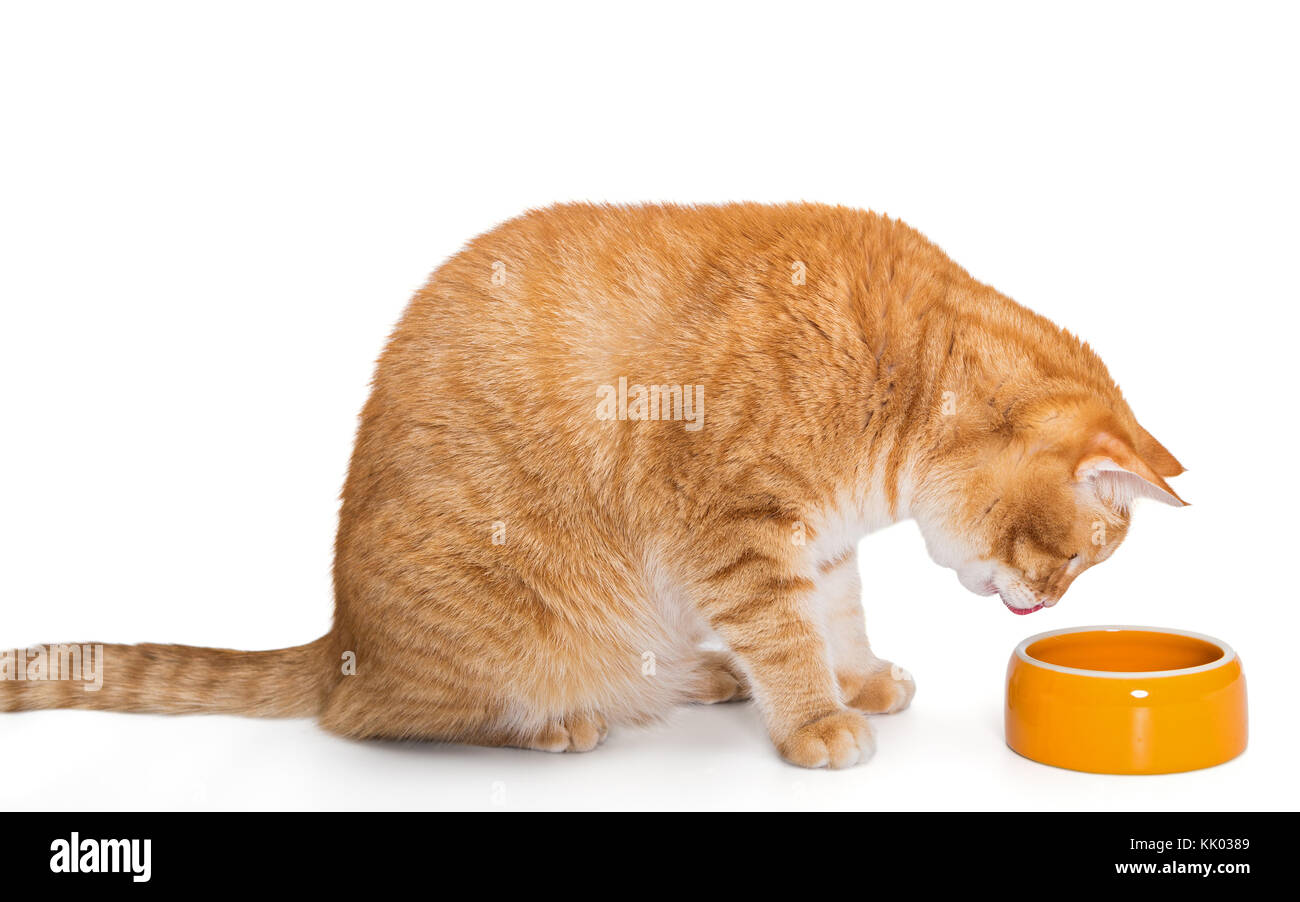 Chat rouge de manger des aliments de l'Orange Bowl, isolated on white Banque D'Images