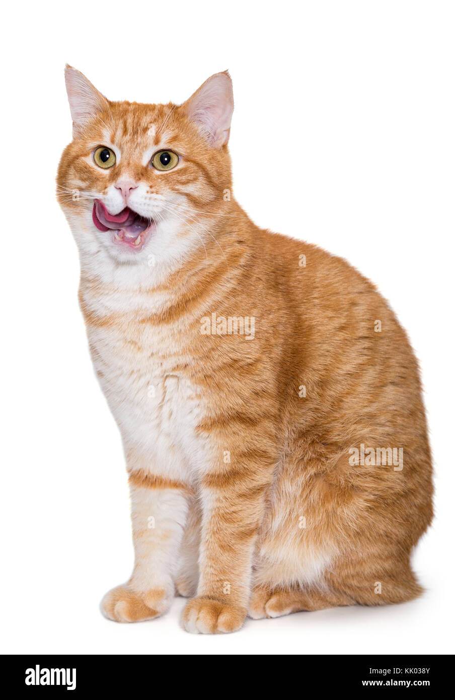 Belle Grande Ginger Cat S En Lecher Les Babines Isolated On White Photo Stock Alamy