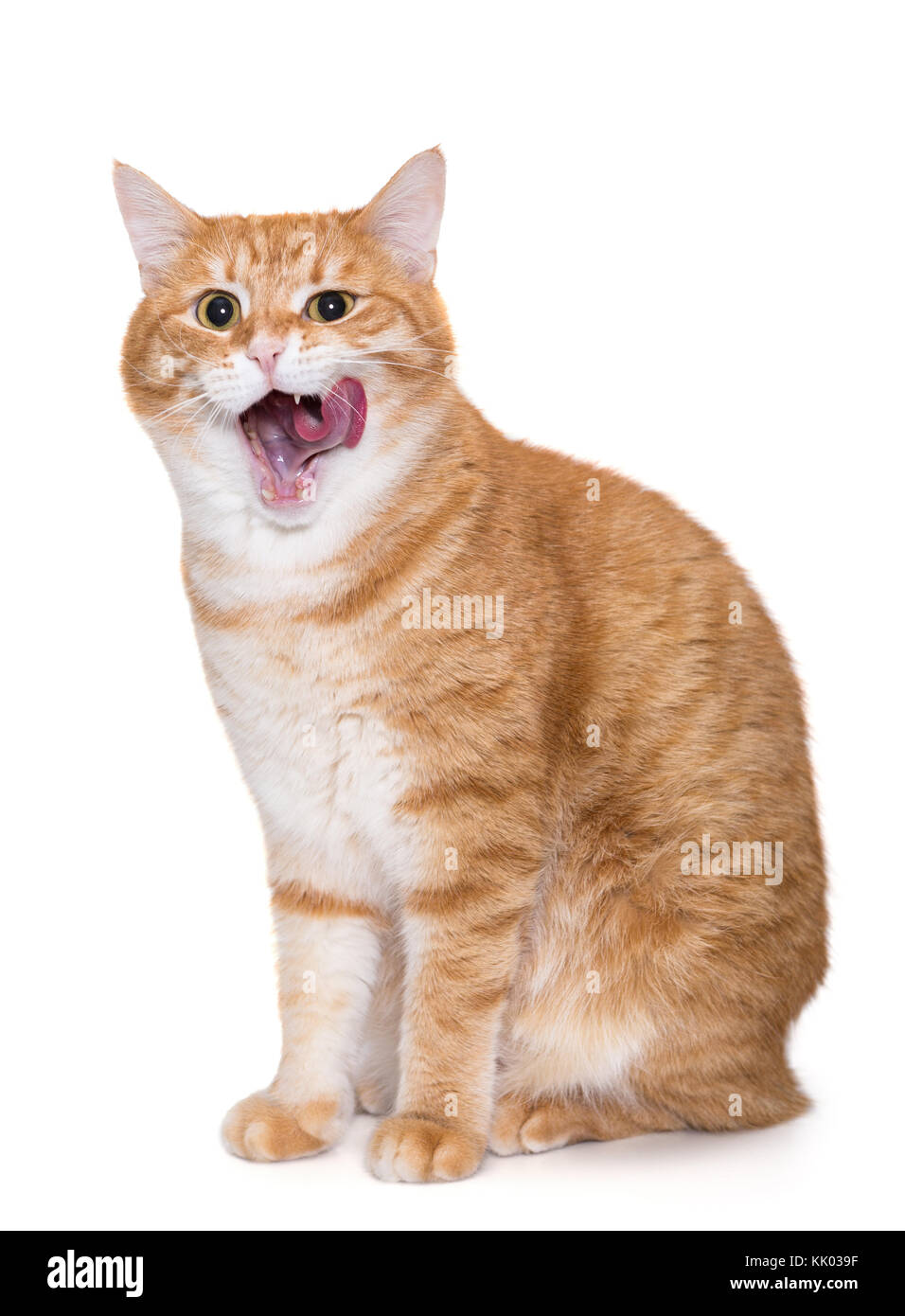 Licking Its Chops Banque D Image Et Photos Alamy