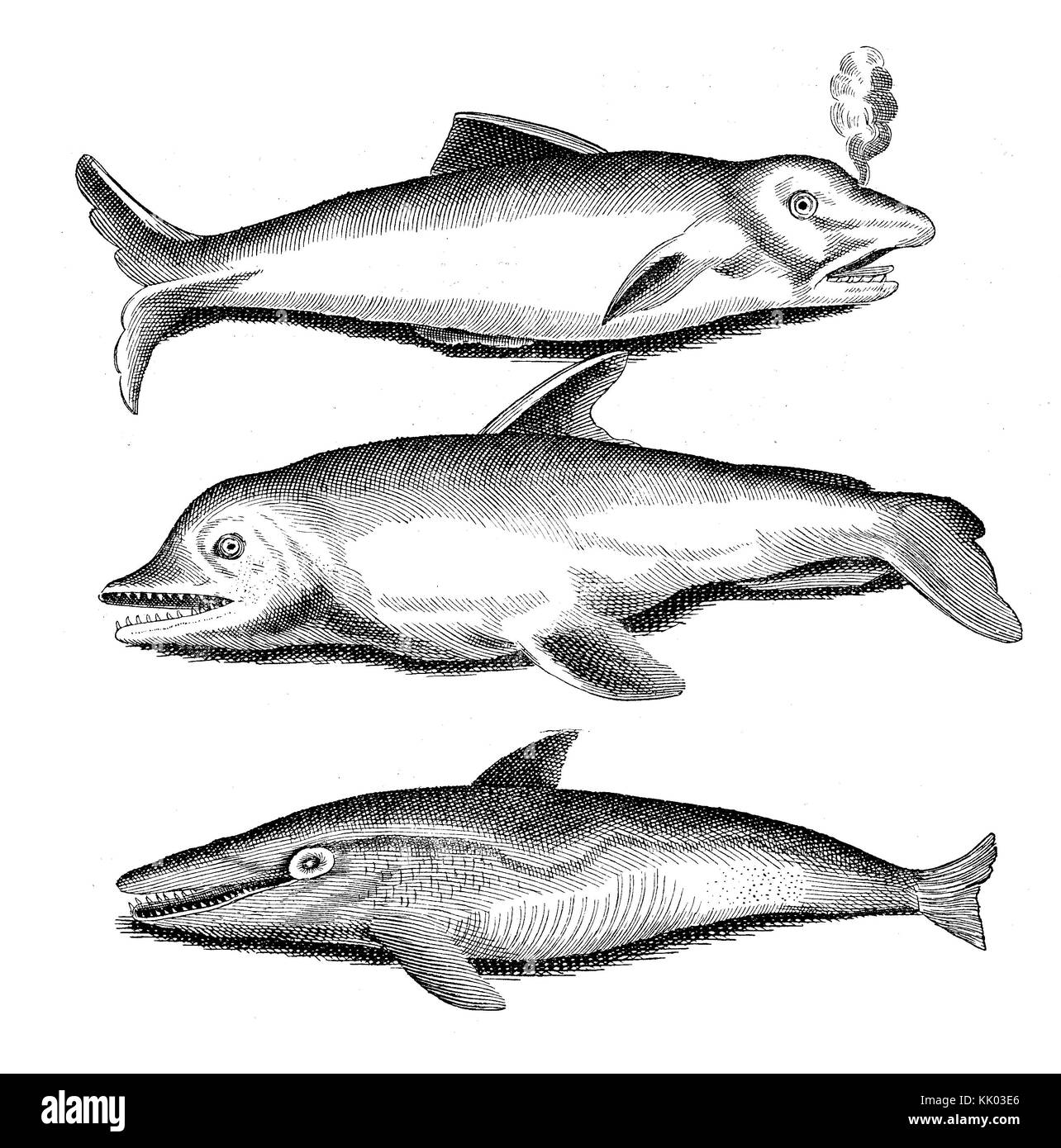 Vie aquatique : gravure vintage d'espèces de dauphins, année 1718 Banque D'Images