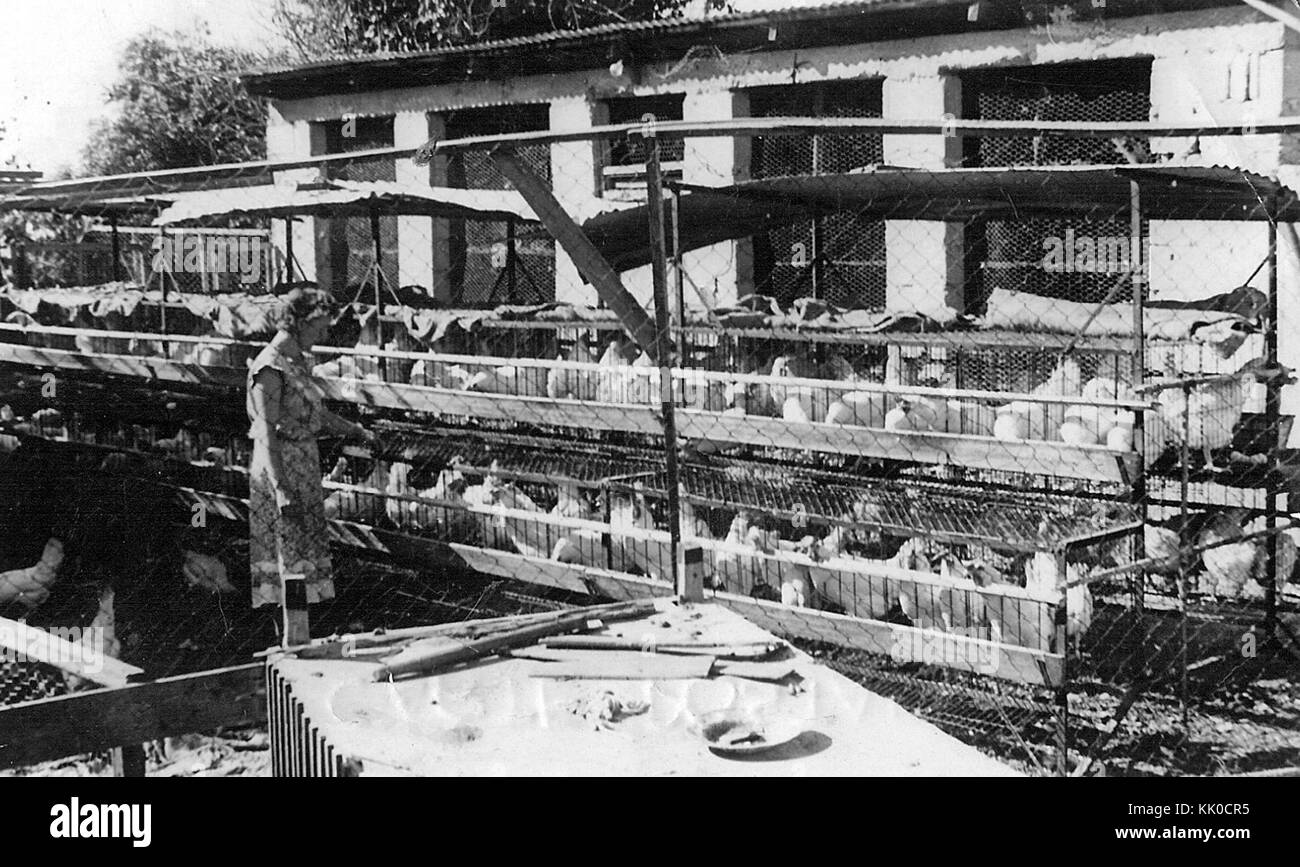 Israël 47360 Poulailler Banque D'Images