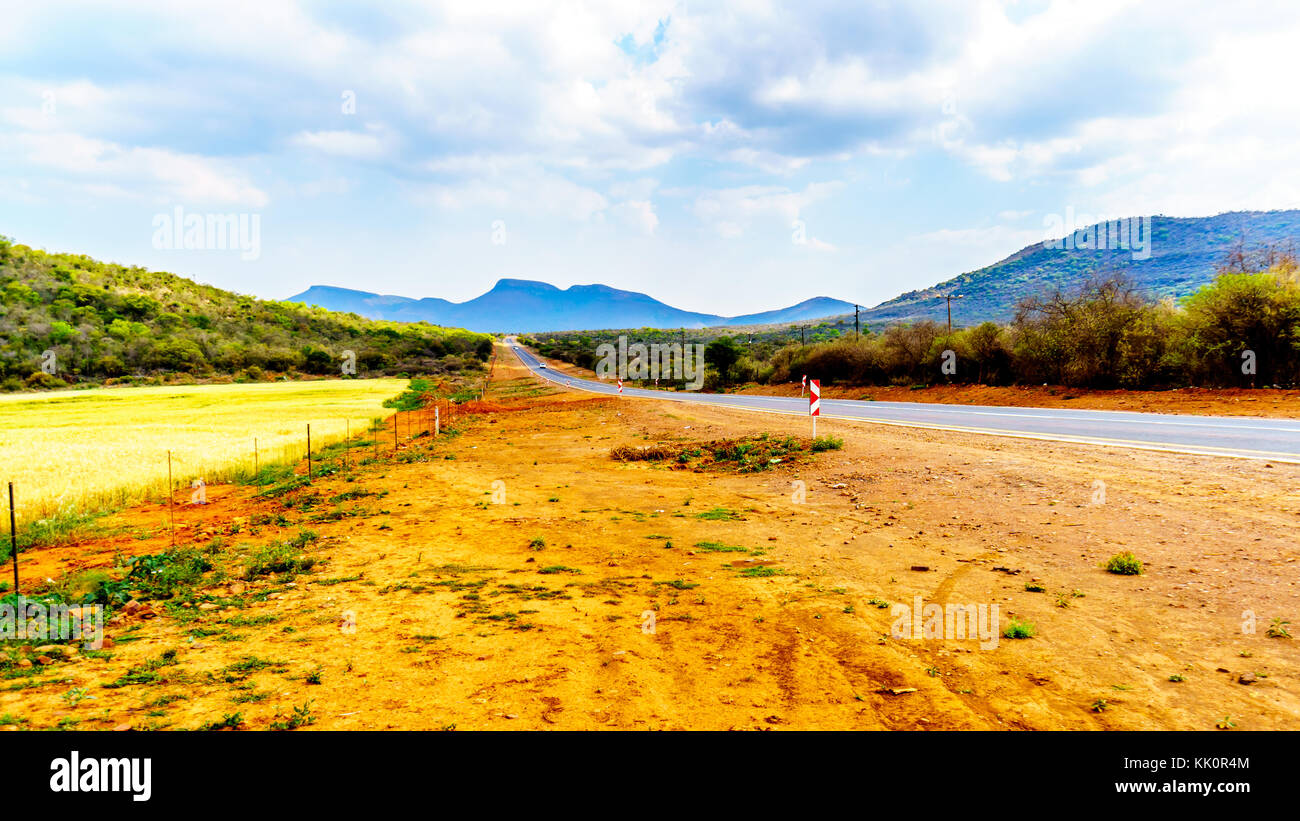 Champs de blé jaune et orange les épaules d'argile, le long de l'autoroute R36 près de la ville de Orighstad dans la province du Limpopo, le nord de l'Afrique du Sud Banque D'Images
