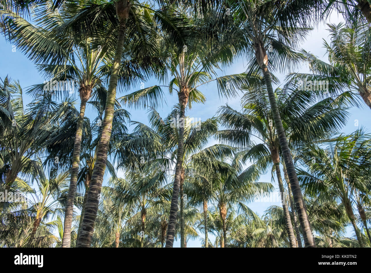 Cocotiers sur ciel bleu, à la recherche de palmiers - Banque D'Images