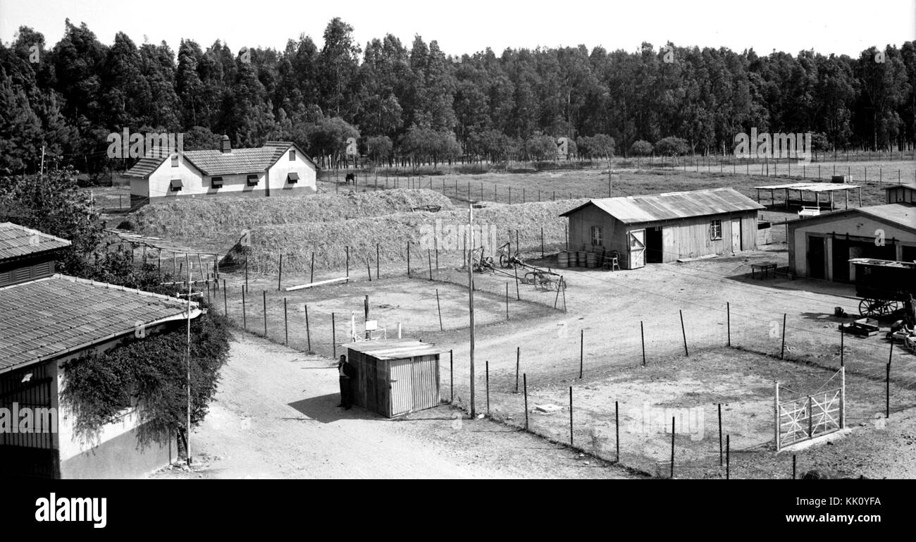 Haras du gouvernement, d'Acre. Les écuries et la basse-cour. Le 23 avril 1940. matpc.20655 Banque D'Images