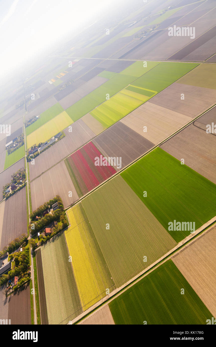 Vue aérienne du champs de tulipes en Hollande du Nord, Pays-Bas Banque D'Images