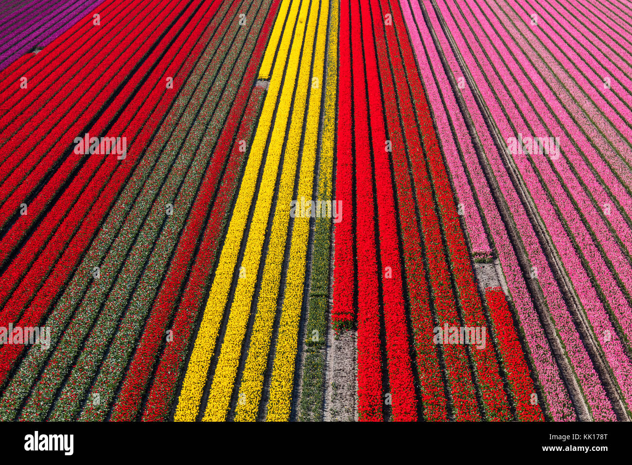 Vue aérienne du champs de tulipes en Hollande du Nord, Pays-Bas Banque D'Images