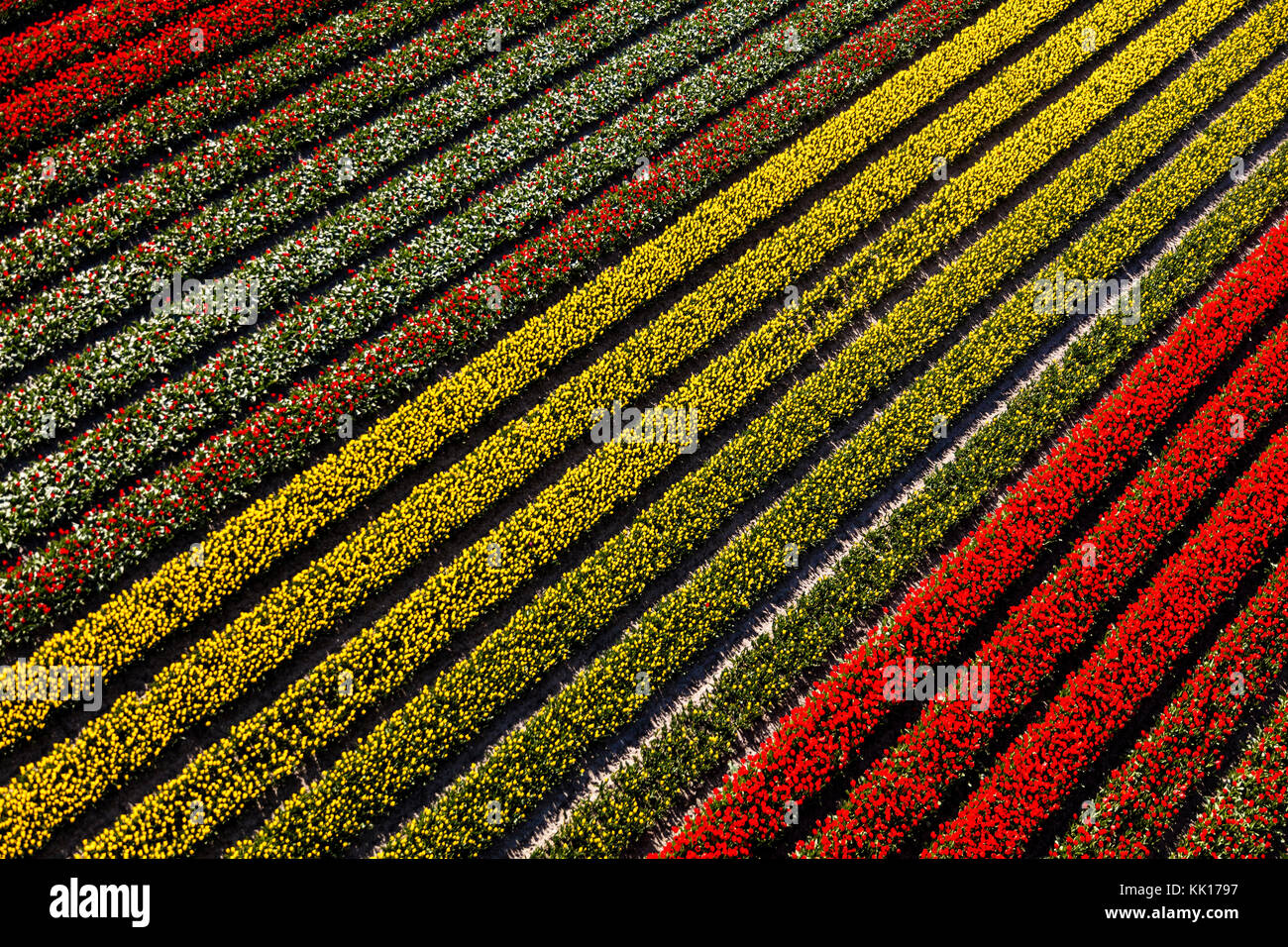 Vue aérienne du champs de tulipes en Hollande du Nord, Pays-Bas Banque D'Images