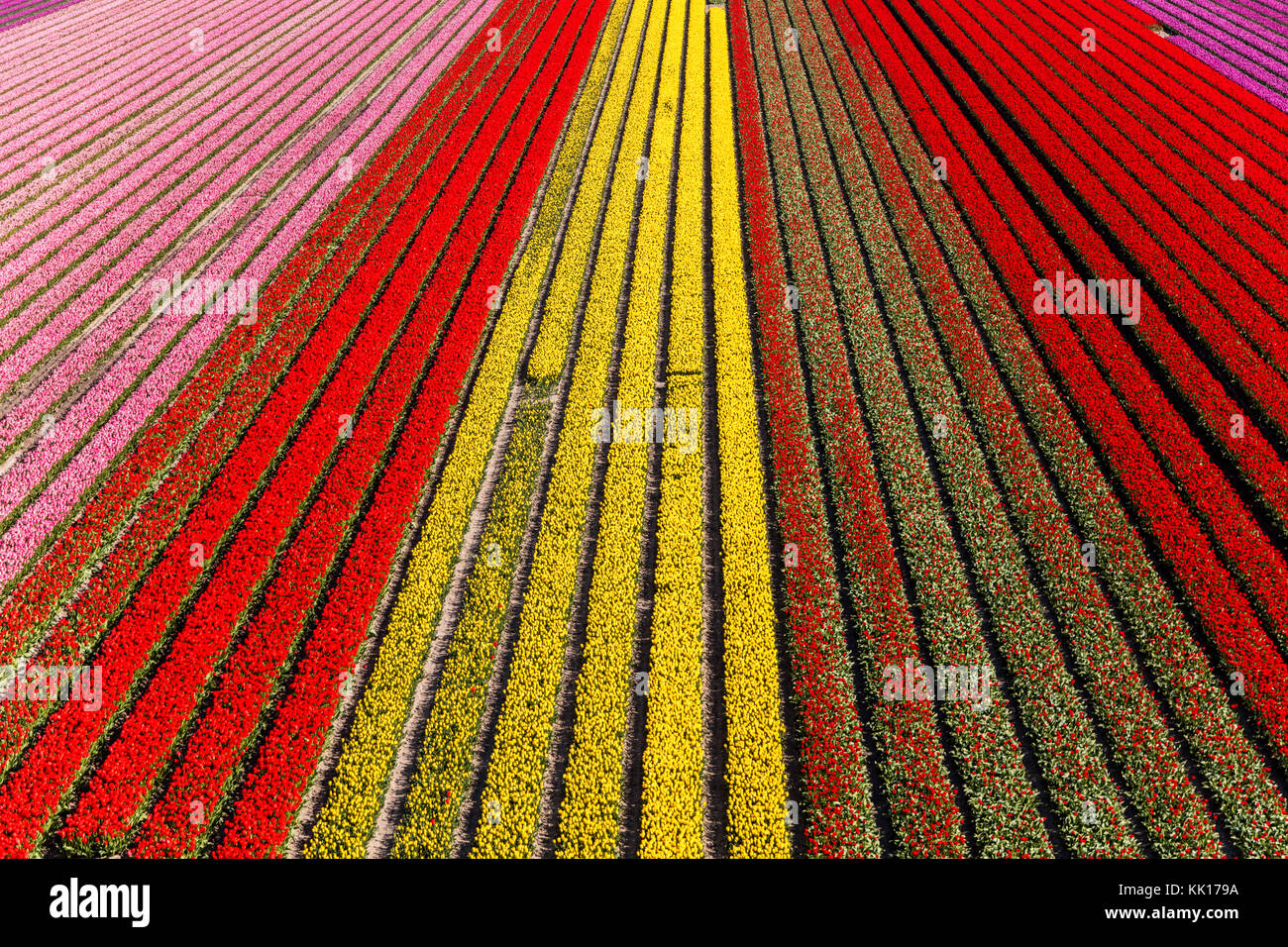 Vue aérienne du champs de tulipes en Hollande du Nord, Pays-Bas Banque D'Images