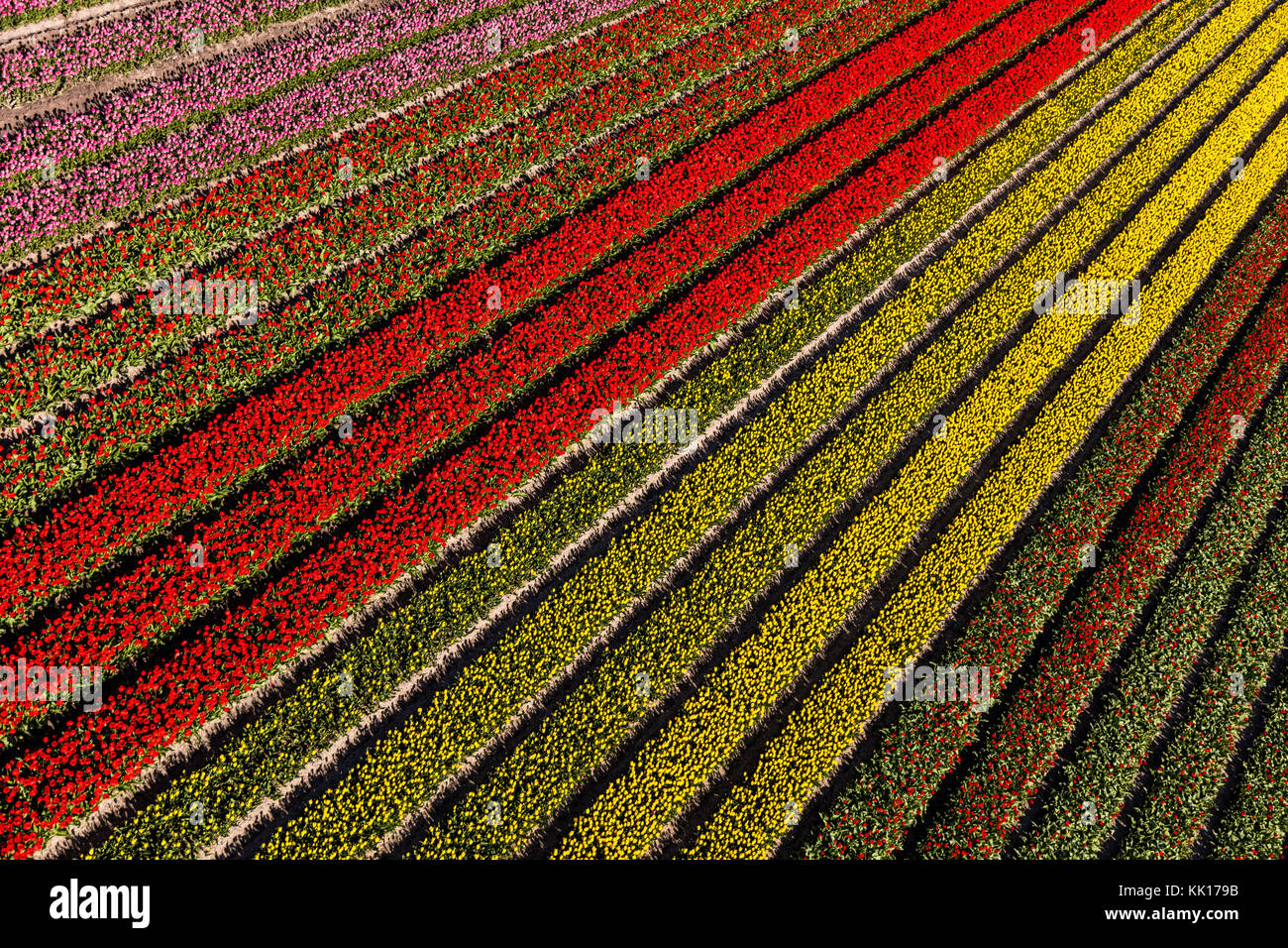 Vue aérienne du champs de tulipes en Hollande du Nord, Pays-Bas Banque D'Images