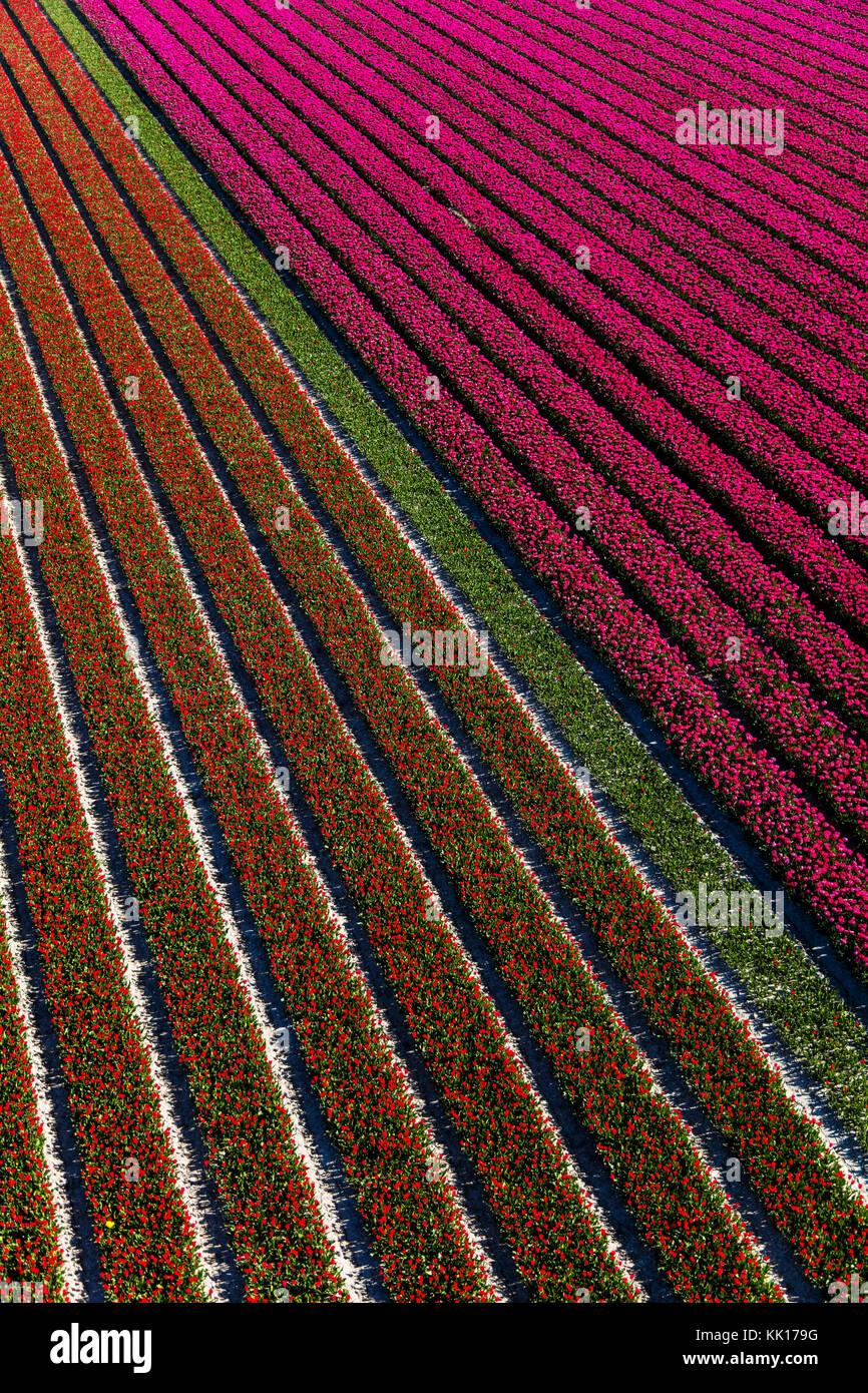 Vue aérienne du champs de tulipes en Hollande du Nord, Pays-Bas Banque D'Images