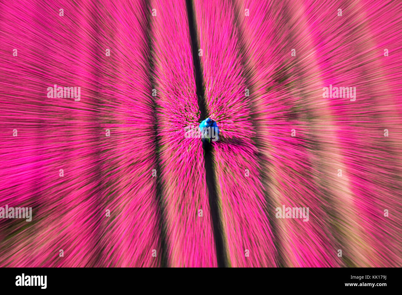 Flou de zoom vue aérienne du champs de tulipes en Hollande du Nord, Pays-Bas Banque D'Images