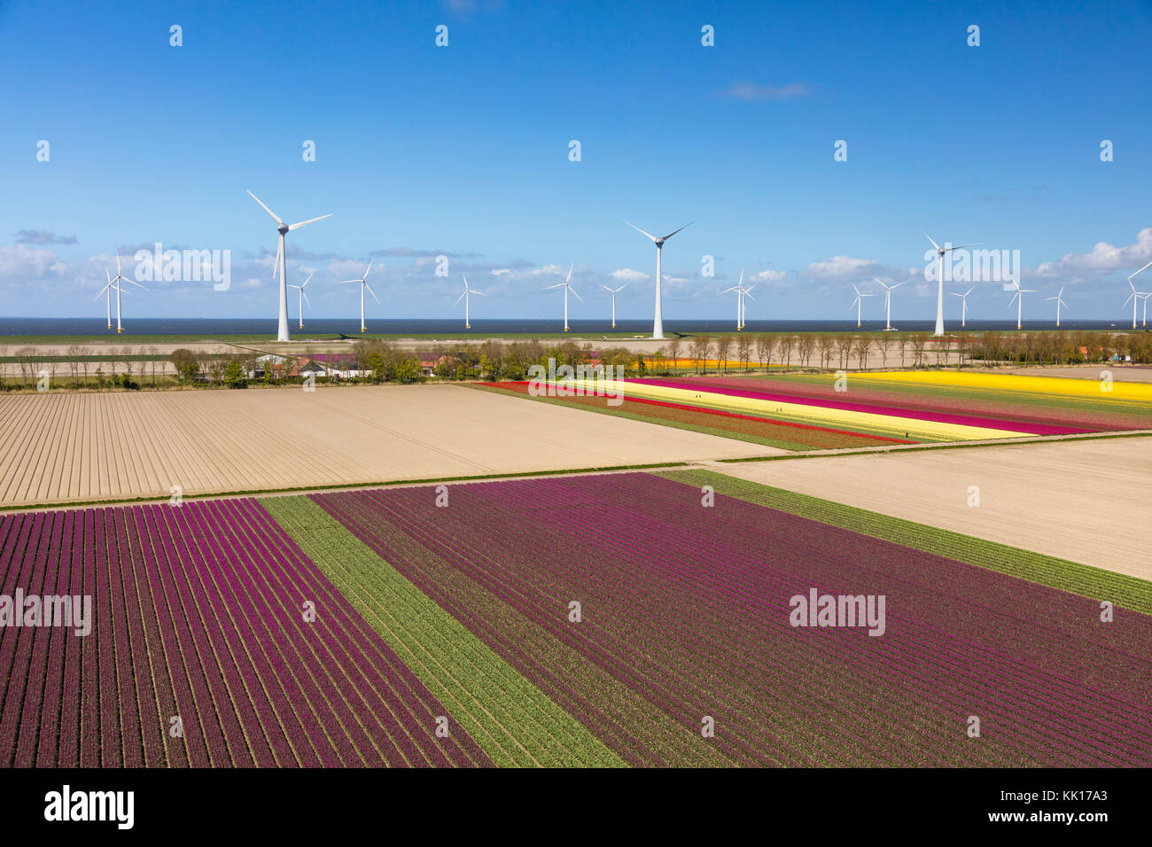 Vue aérienne du champs de tulipes et les éoliennes en Hollande du Nord, Pays-Bas Banque D'Images