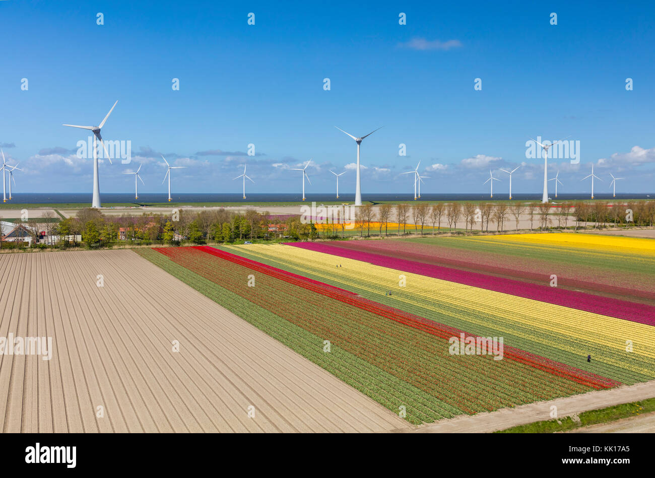 Vue aérienne du champs de tulipes et les éoliennes en Hollande du Nord, Pays-Bas Banque D'Images