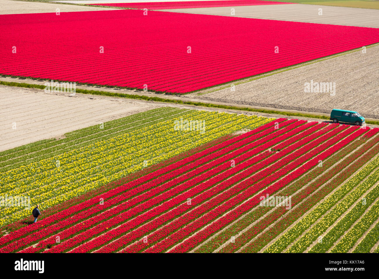 Vue aérienne des champs de tulipes en Hollande du Nord, pays-Bas Banque D'Images