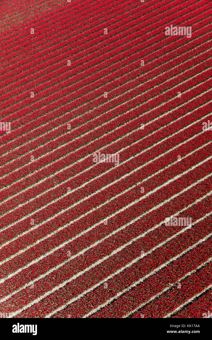 Vue aérienne du champs de tulipes en Hollande du Nord, Pays-Bas Banque D'Images
