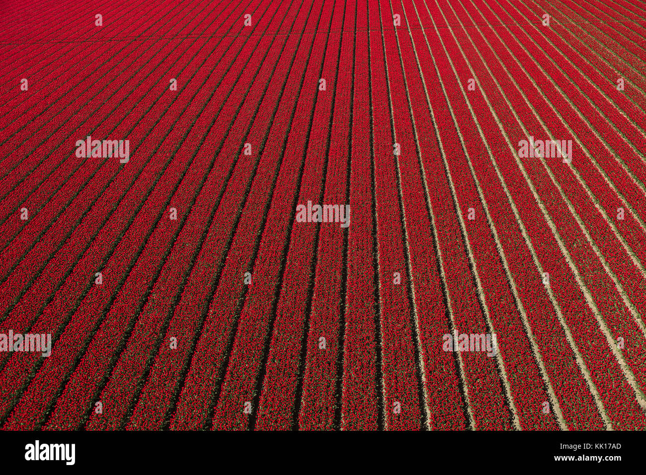 Vue aérienne du champs de tulipes en Hollande du Nord, Pays-Bas Banque D'Images