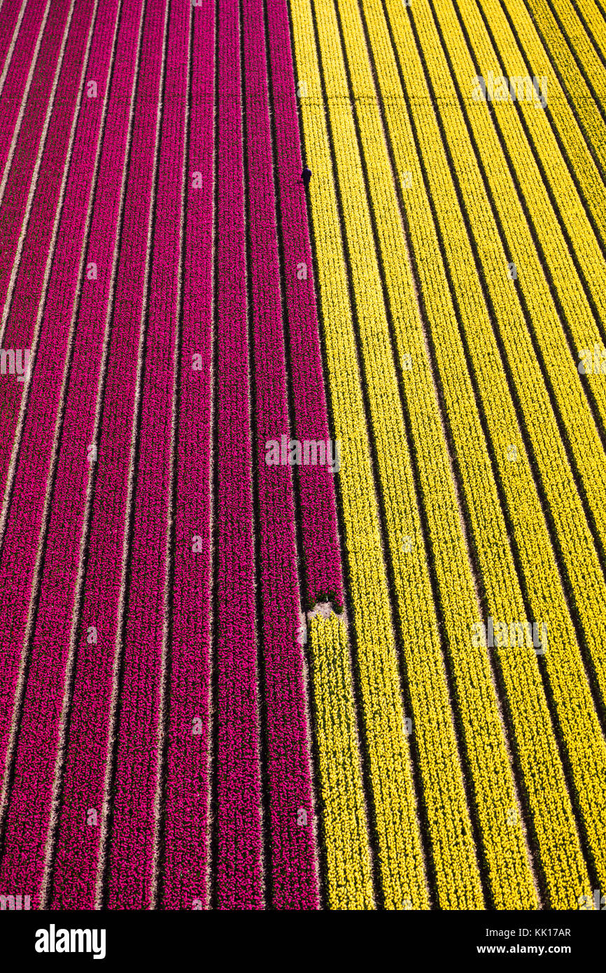 Vue aérienne du champs de tulipes en Hollande du Nord, Pays-Bas Banque D'Images
