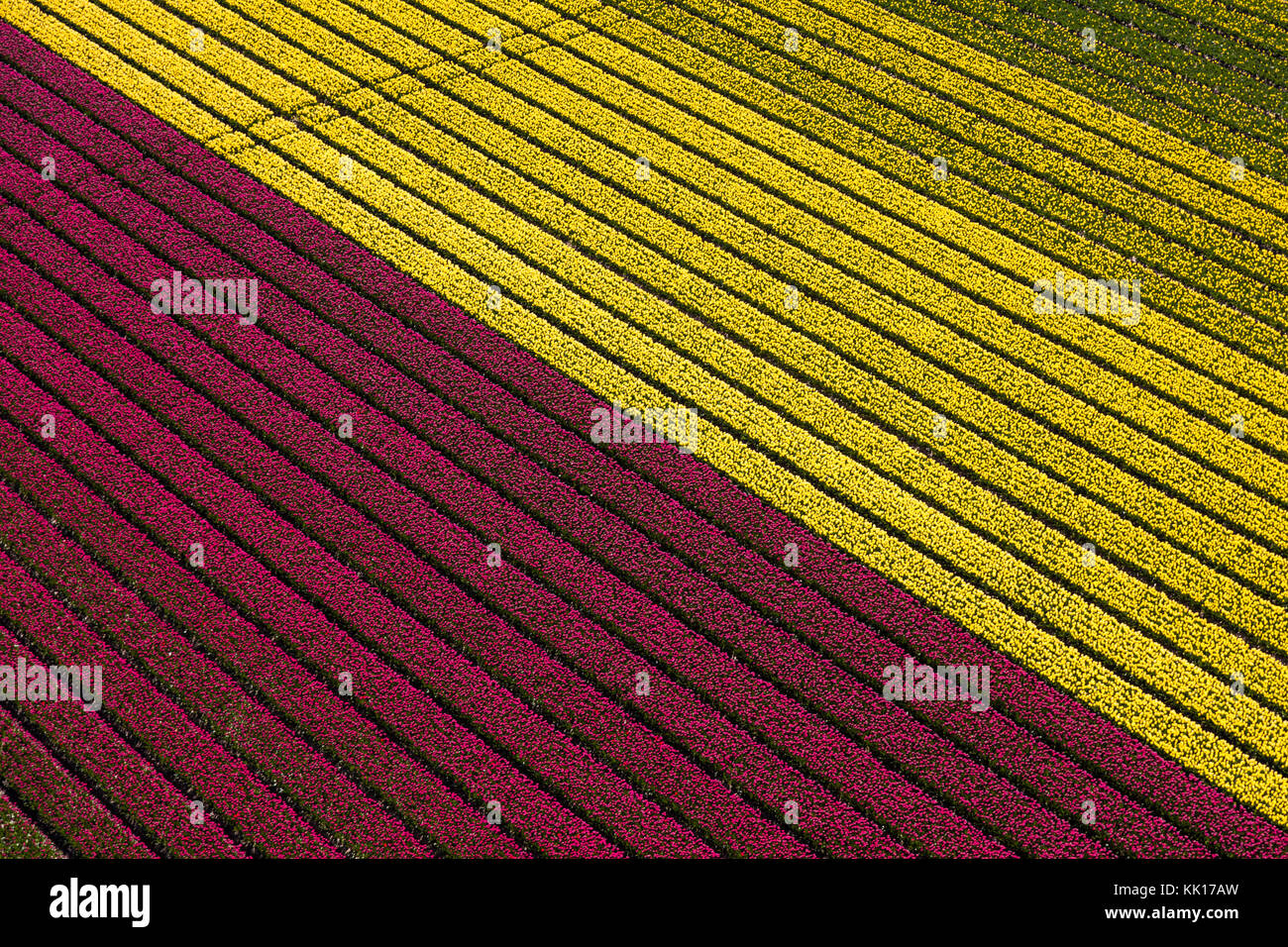 Vue aérienne du champs de tulipes en Hollande du Nord, Pays-Bas Banque D'Images