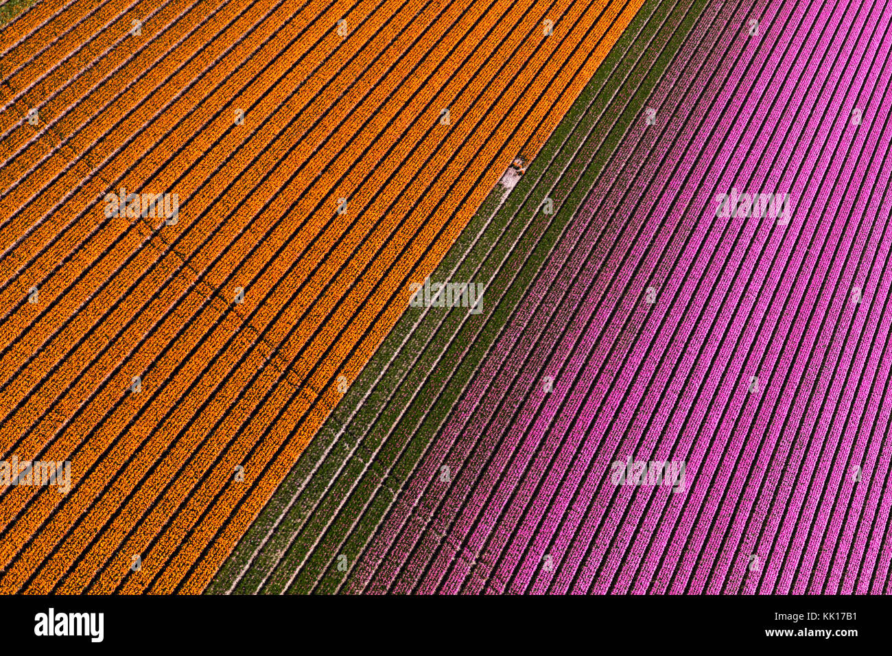 Vue aérienne du champs de tulipes en Hollande du Nord, Pays-Bas Banque D'Images